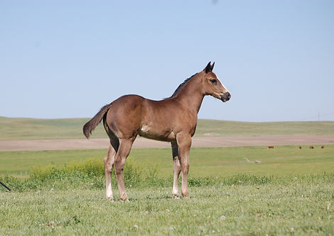 Grade Stallion