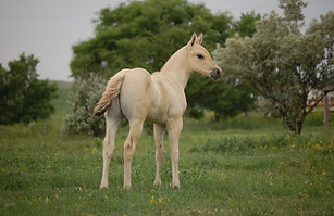 Sandskrit (15).jpg