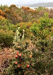 Flora Sanctuary.JPG