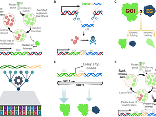 AI-directed gene fusing prolongs the evolutionary half-life of synthetic gene circuits