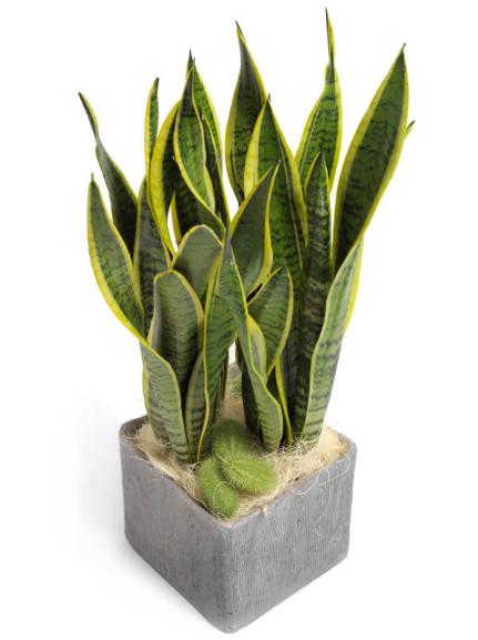 L Pe De Saint Georges Plante
