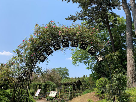 佐倉草ぶえの丘バラ園様より復旧のお便り！