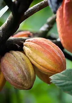 cacao.webp
