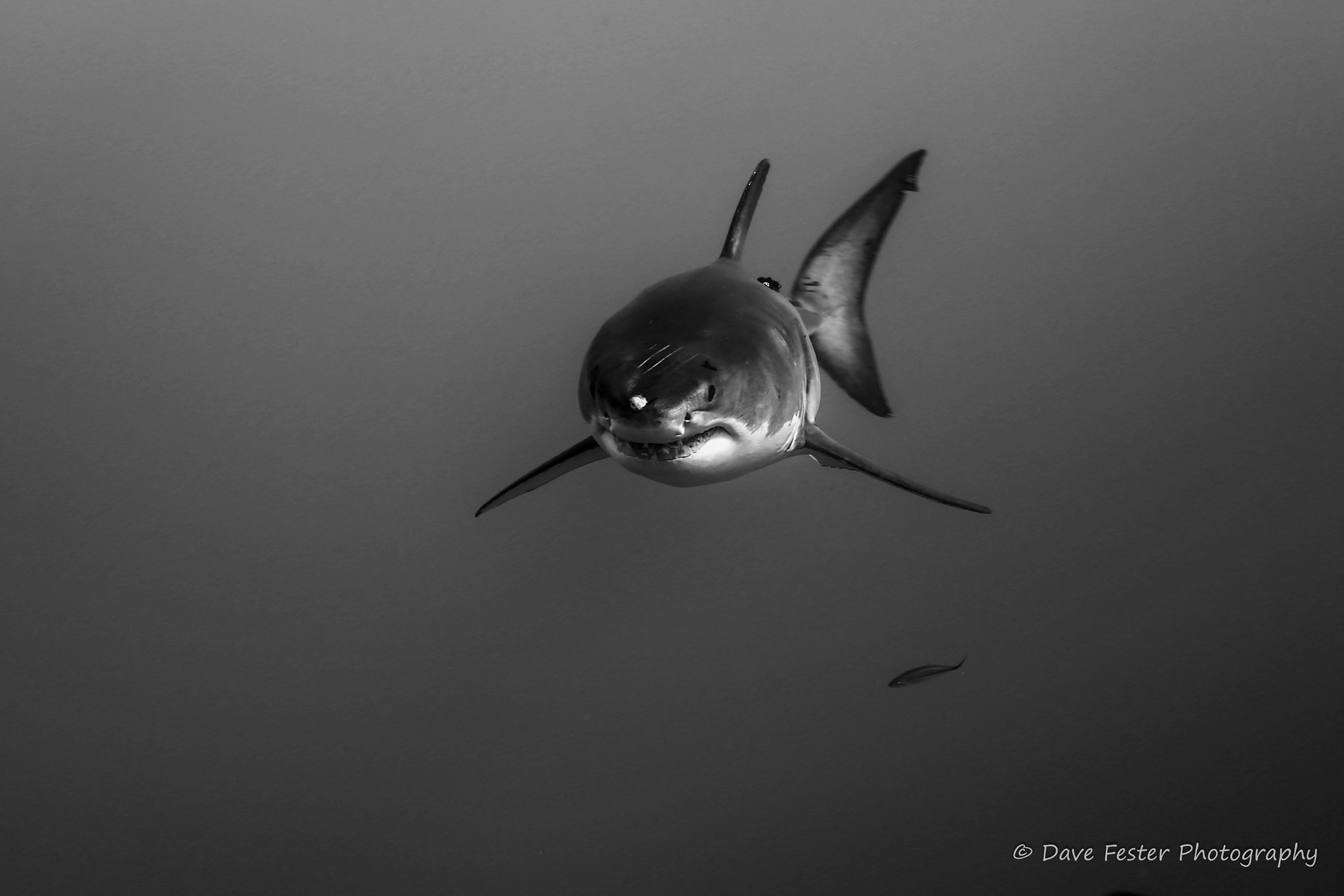 I'm a little hungry (WF02)