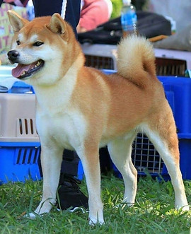 Our Shiba | Cumulus Shiba