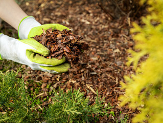 Much Ado About Mulch: Uses, Varieties, and More