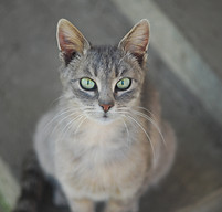 Cat Close Up