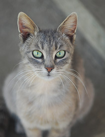 Kitty Care Lone Tree,CO