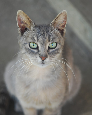 Cat Close Up