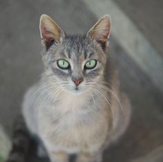 Cat Close Up