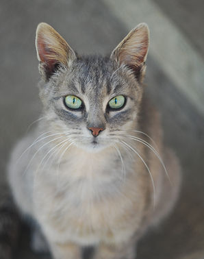 Cat Close Up