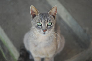 Cat Close Up