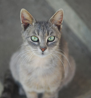 Cat Close Up