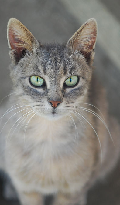Texas Pet Loss Support Group cat