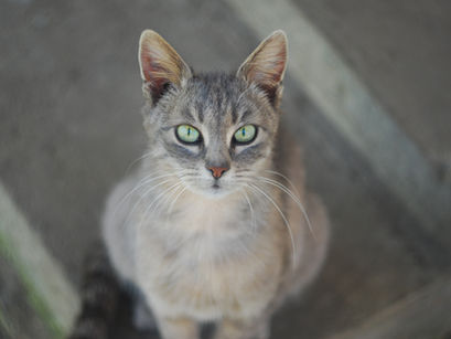 Tipagem sanguínea felina