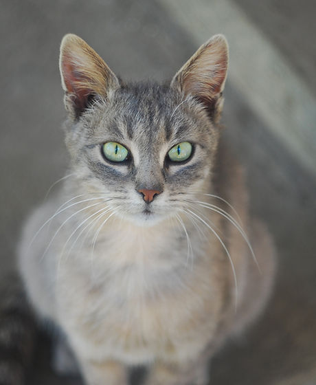 Cat, Austin, Texas Pet Loss Support