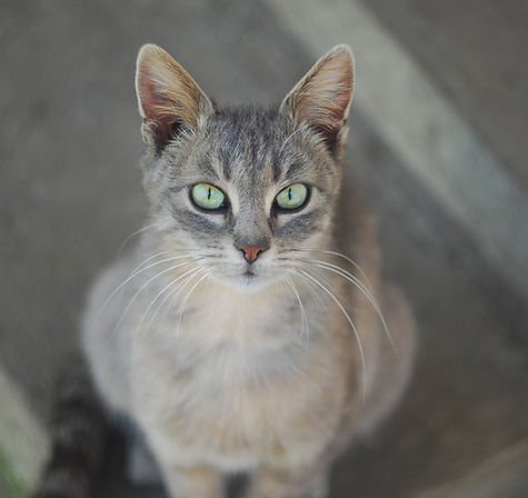Calm Gray Cat