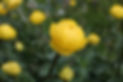 Globeflower (Trollius europaeus) found in herb rich meadows and river sides in Teesdale