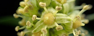 Ivy flower