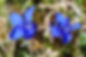 Spring gentian (Gentian verna) arguably the most iconic of the rare plants of Teesdale, emblem of County Durham