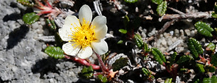 Mountain avens (Dryas octopetala) grows on the sugar-limestone on Cronkley Fell