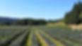 Farm 8_edited.jpg