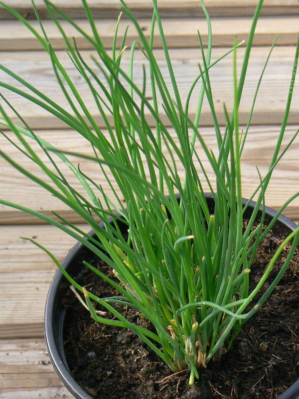 Ciboulette / Pot de 5"