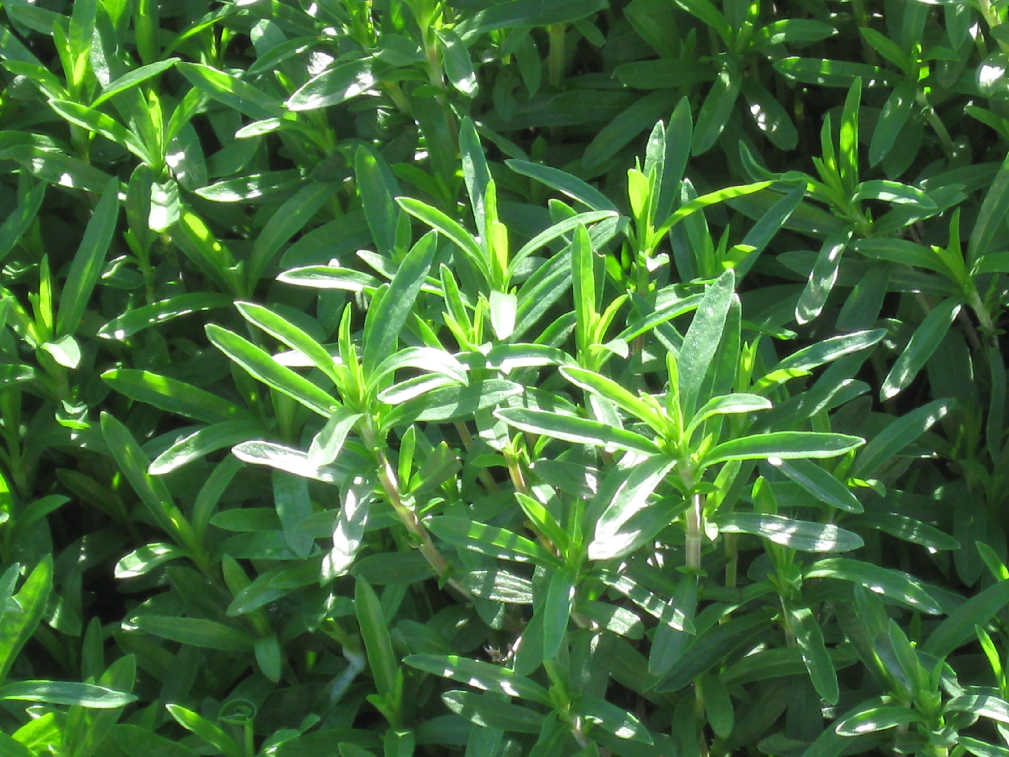 Sariette Hiver / Pot de 5"