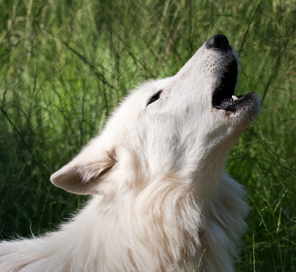 Howling_White_Wolf