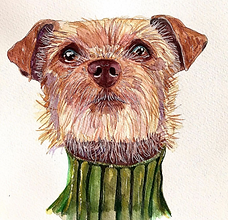 pet portrait - dog in turtle neck