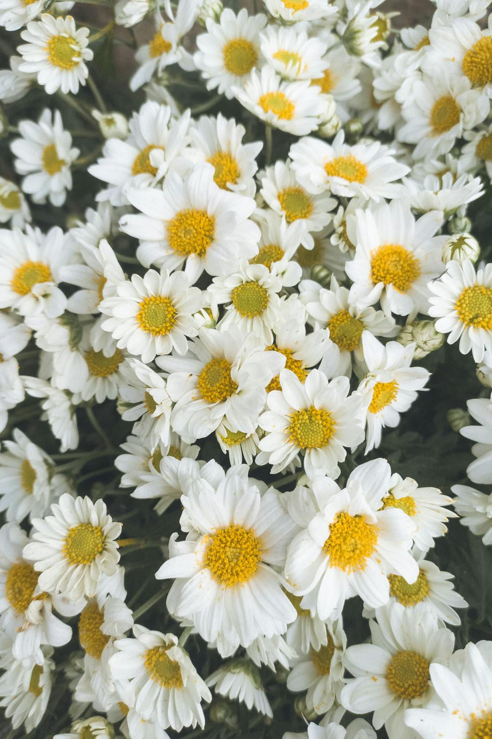 Chrysanthemum