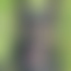Schäferhund
