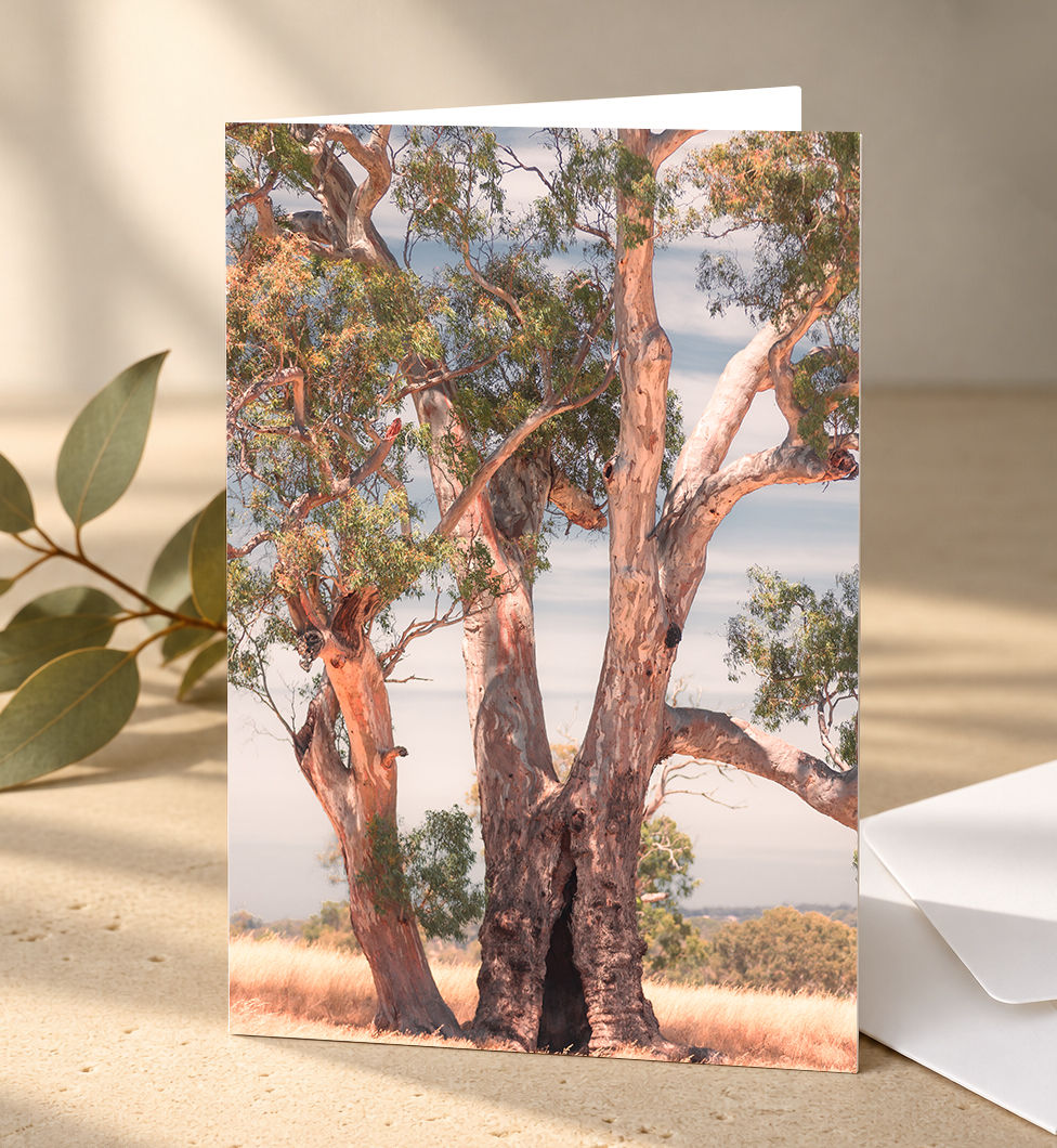 'Australian Eucalyptus/Gum Tree' - Pack of 10 Greeting Cards