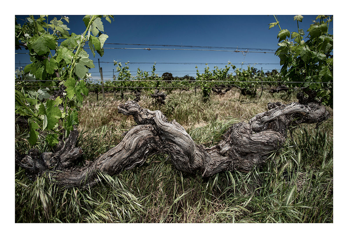 "Henschke 1912 Mount Edelstone Centenarian Shiraz Vine (V)"