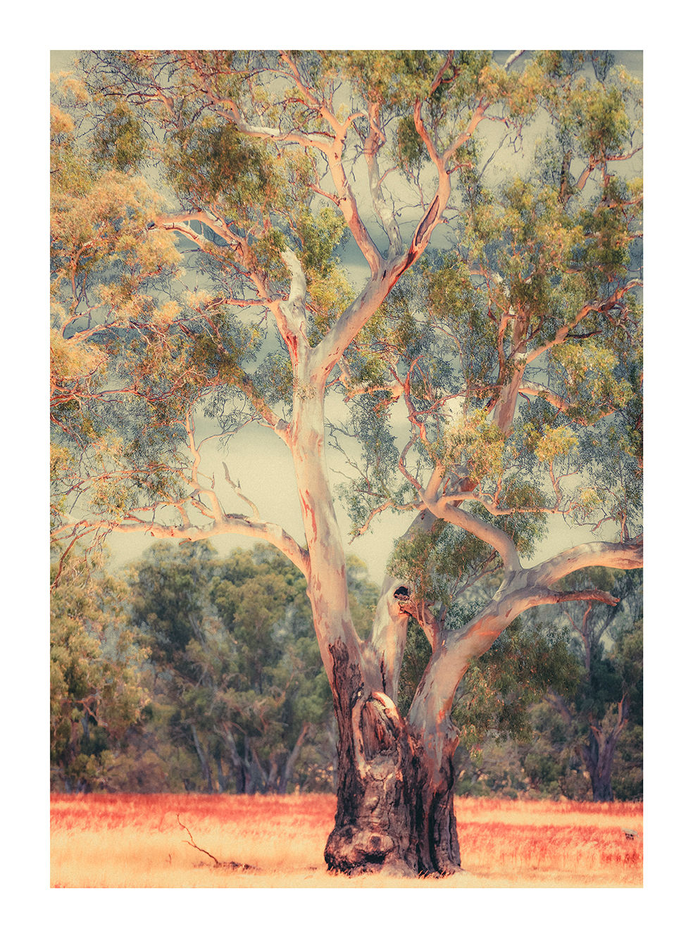 “Australian Eucalyptus – Gum Tree (VI)” - Barossa, South Australia