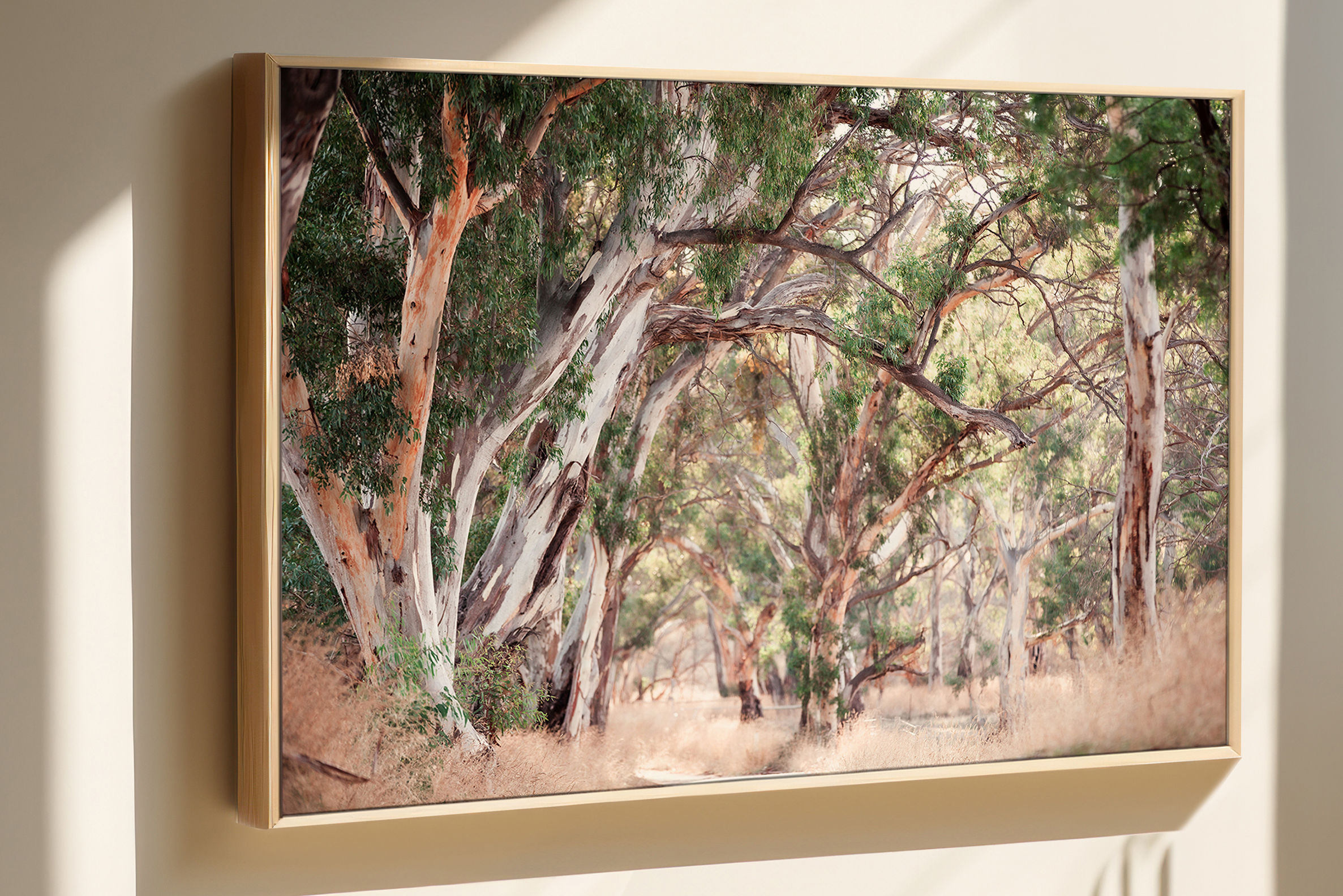 Gum Trees, Eden Valley