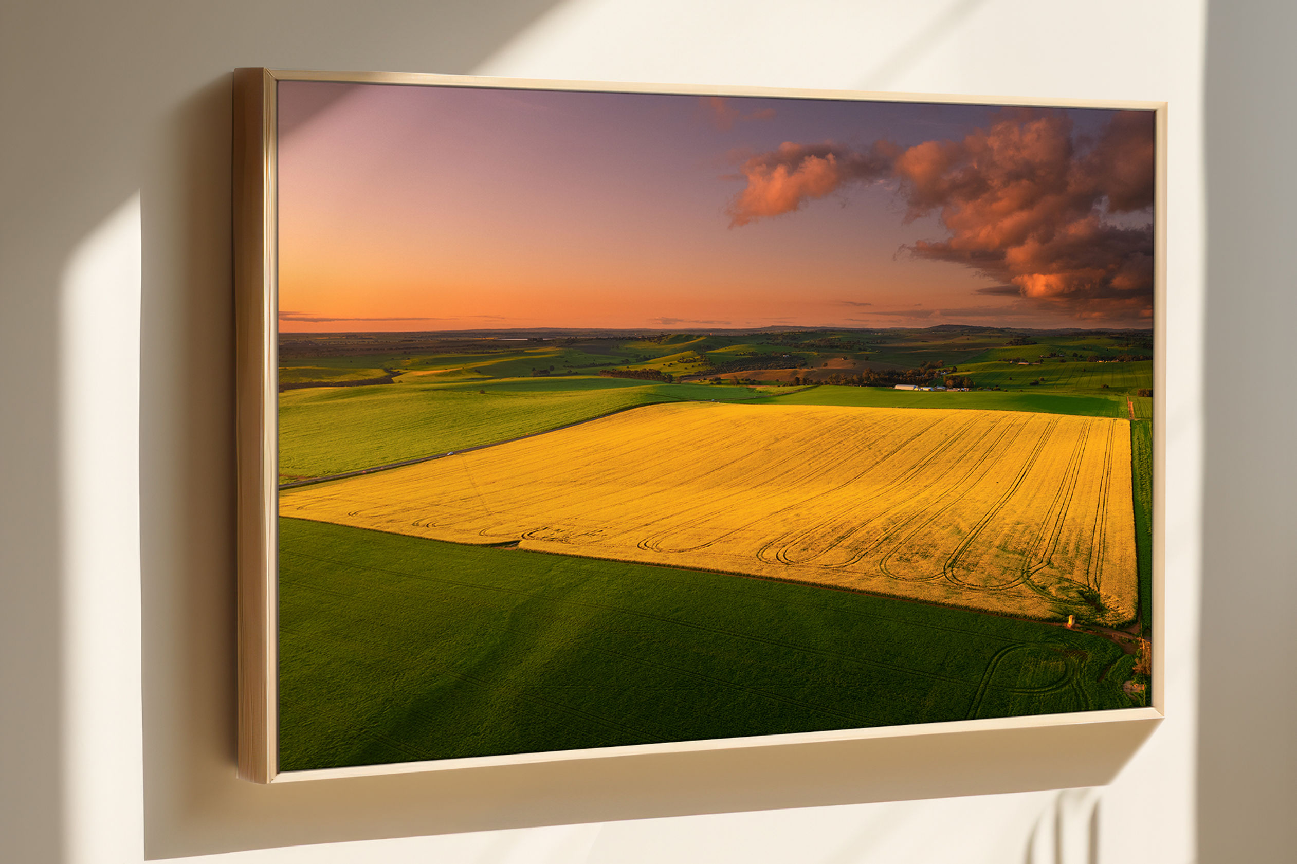 Canola Field, Barossa Valley