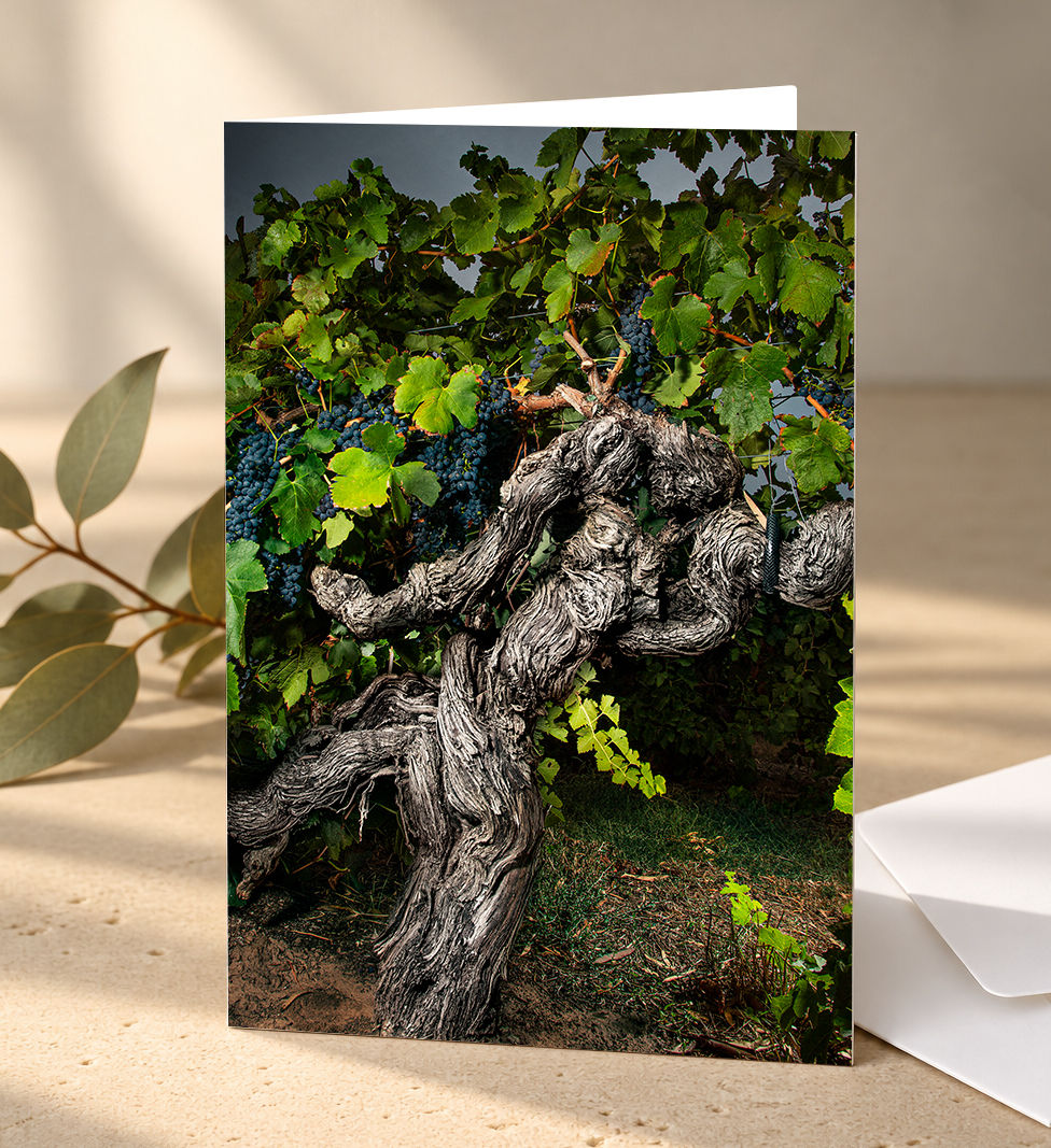 'Langmeil 1843 Freedom Shiraz' - Pack of 10 Greeting Cards