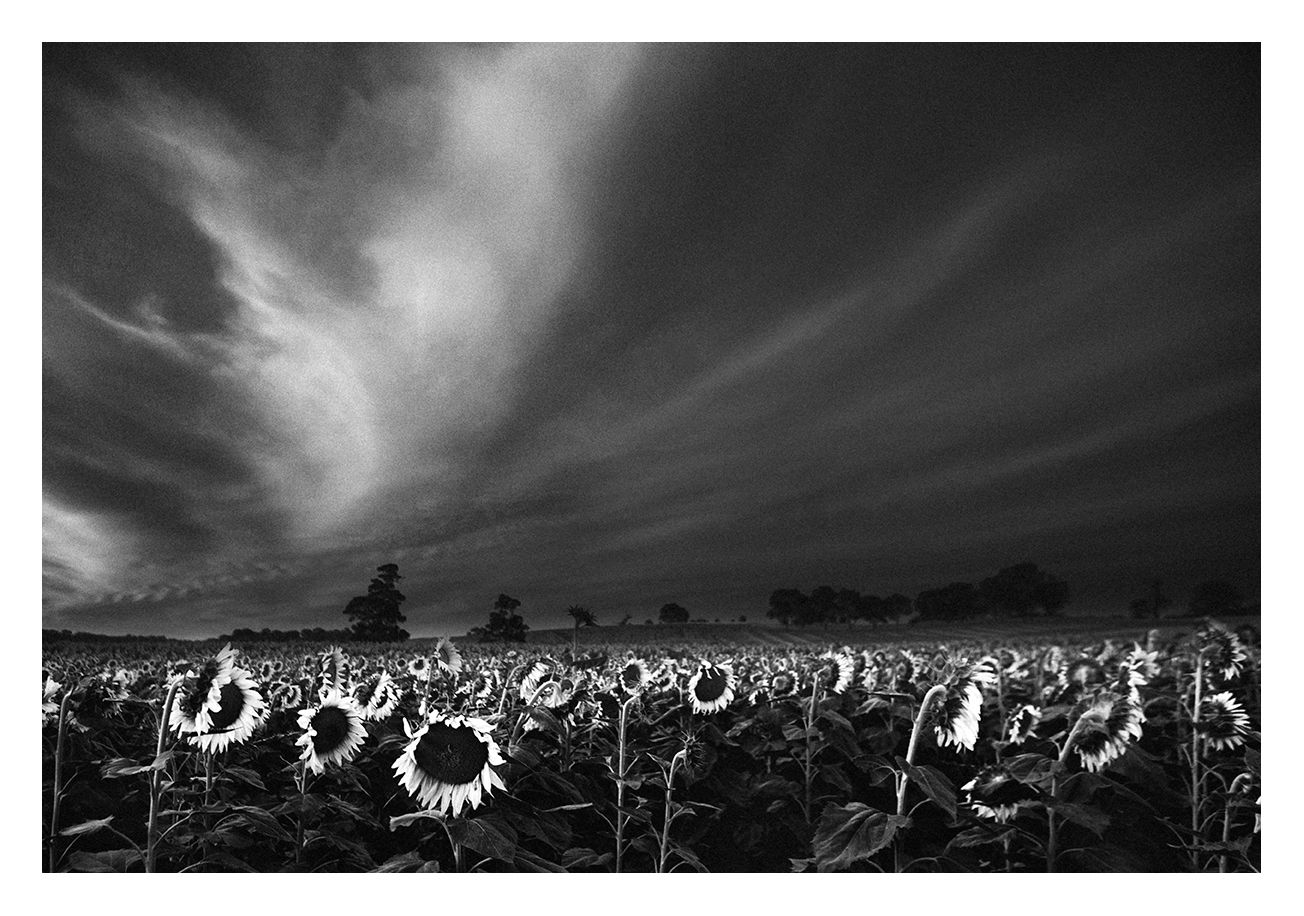 Field of Sunflowers, Barossa Valley