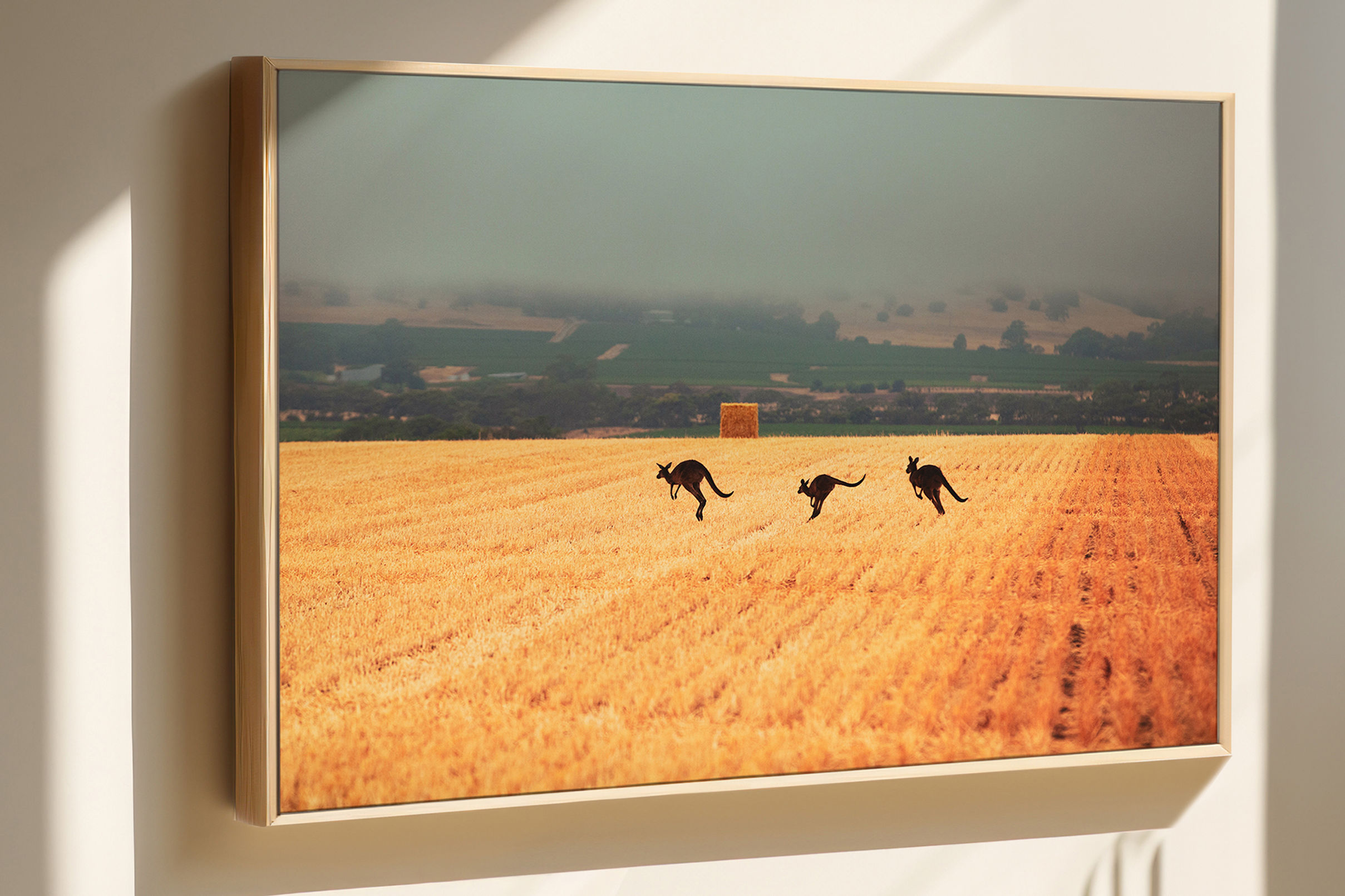 Three Kangaroos, Barossa Valley