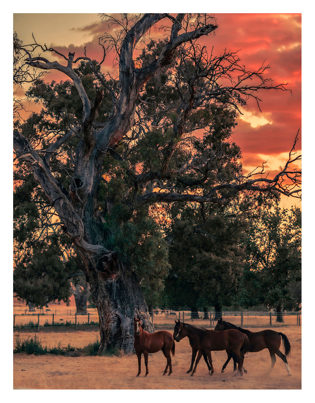 Horses, Eden Valley - South Australia
