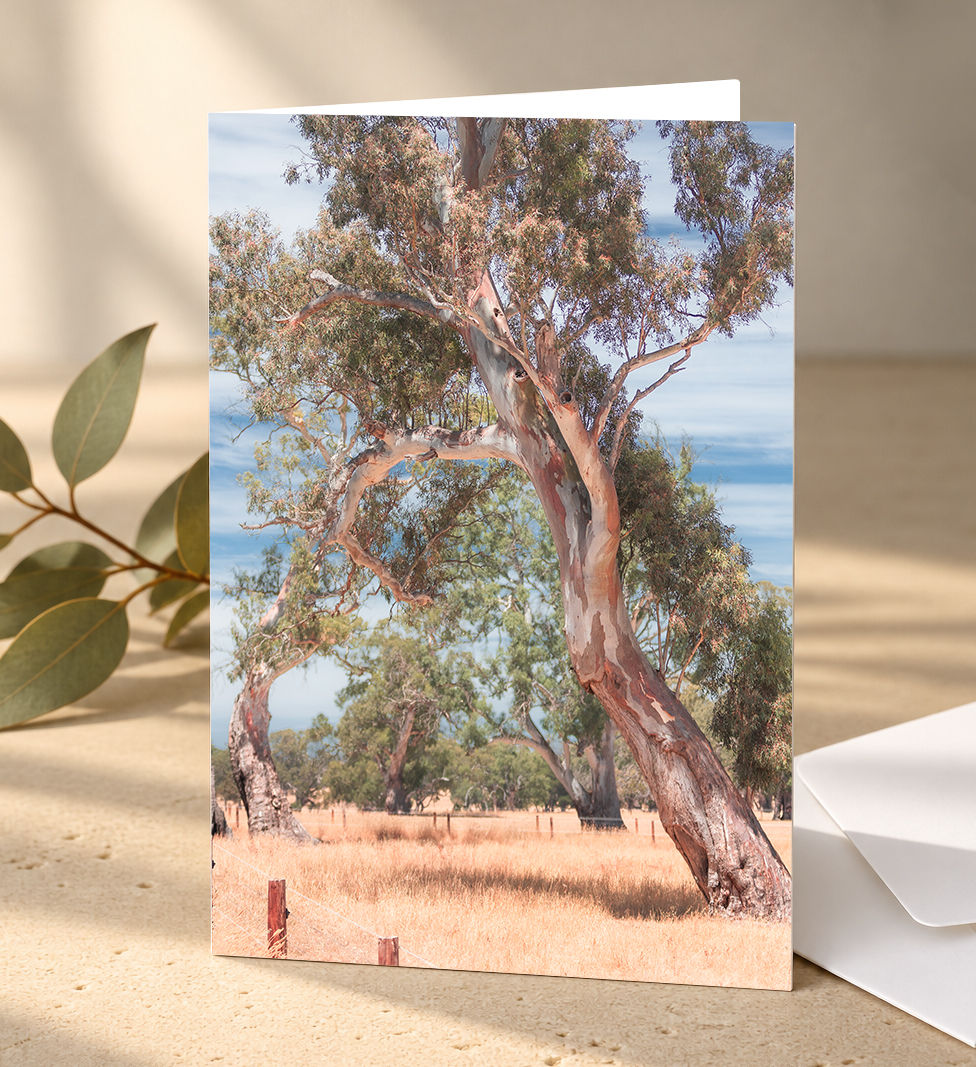 'Australian Eucalyptus/Gum Tree' - Pack of 10 Greeting Cards