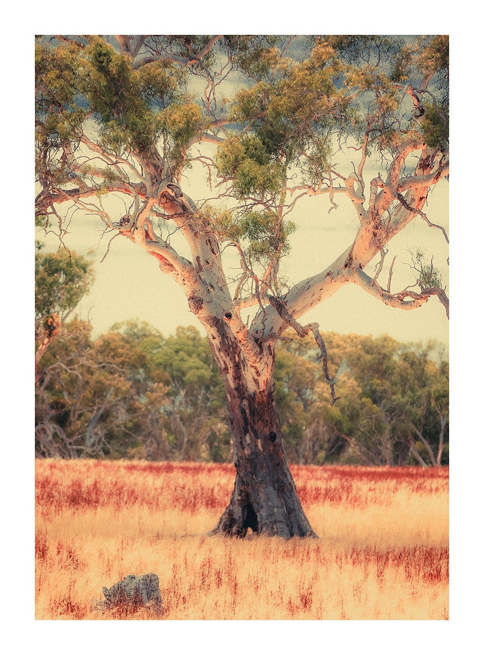 “Australian Eucalyptus – Gum Tree (VII)” - Barossa, South Australia