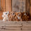 Thumbnail: Furry Teddies