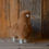 Thumbnail: Furry Alpacas