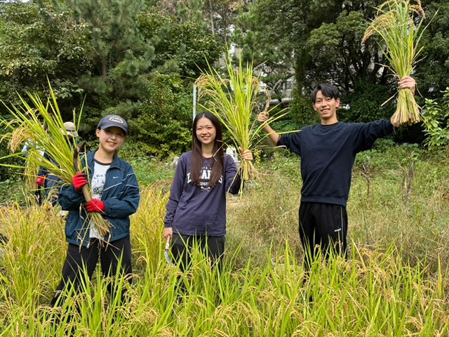 イネ収穫 Rice harvesting