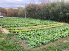 ハクサイ収穫調査 Chinese cabbage harvesting