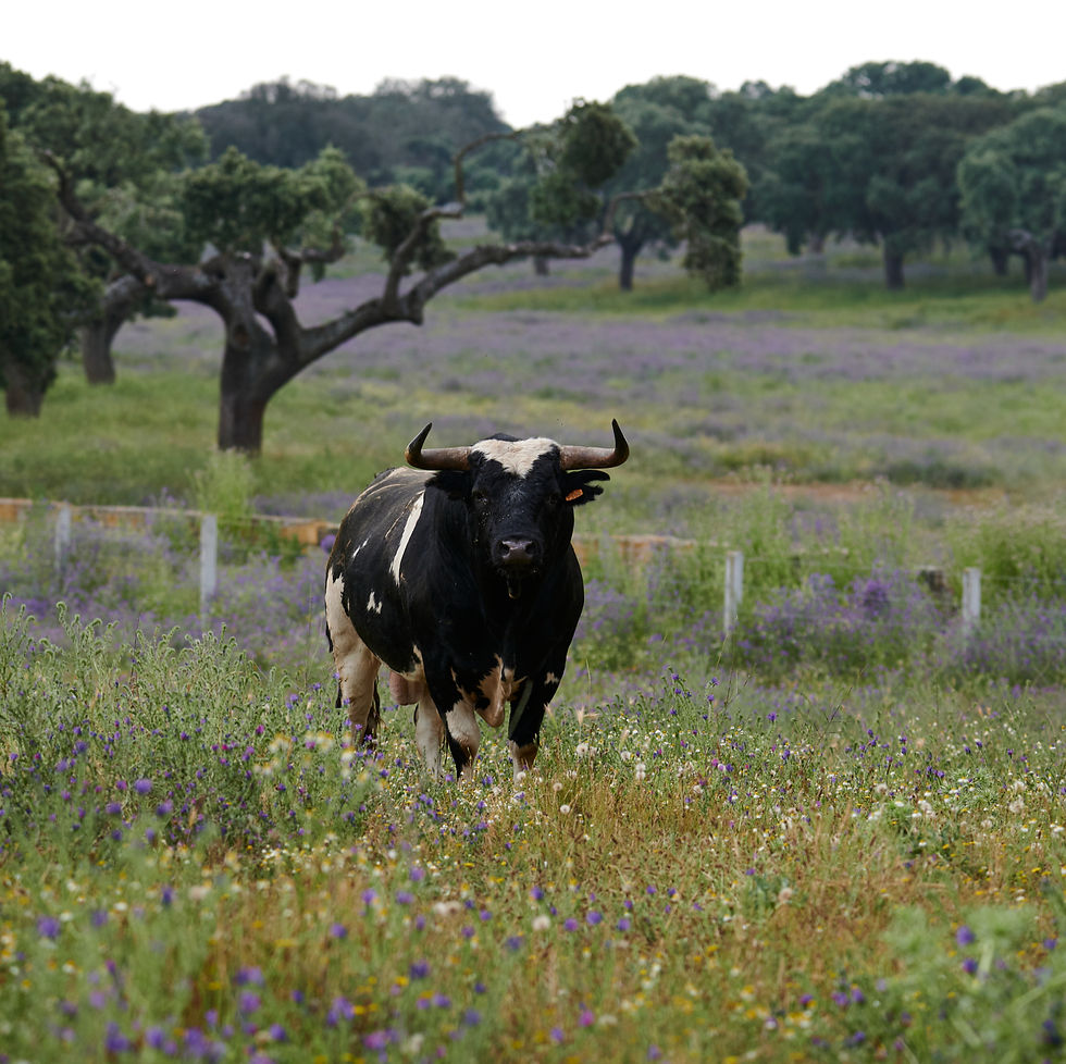 Ruta del Toro Bravo y Dehesa Salmantina