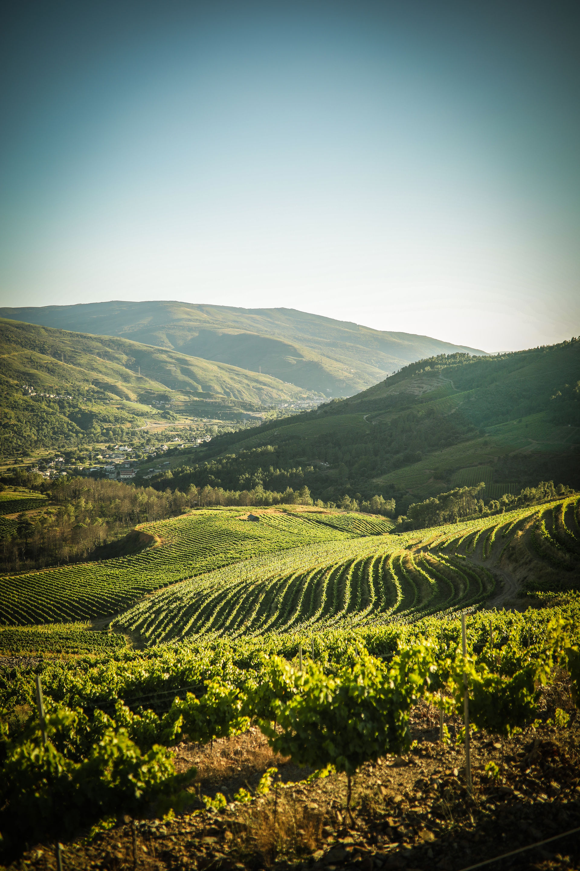 Ruta del Vino de Valdeorras