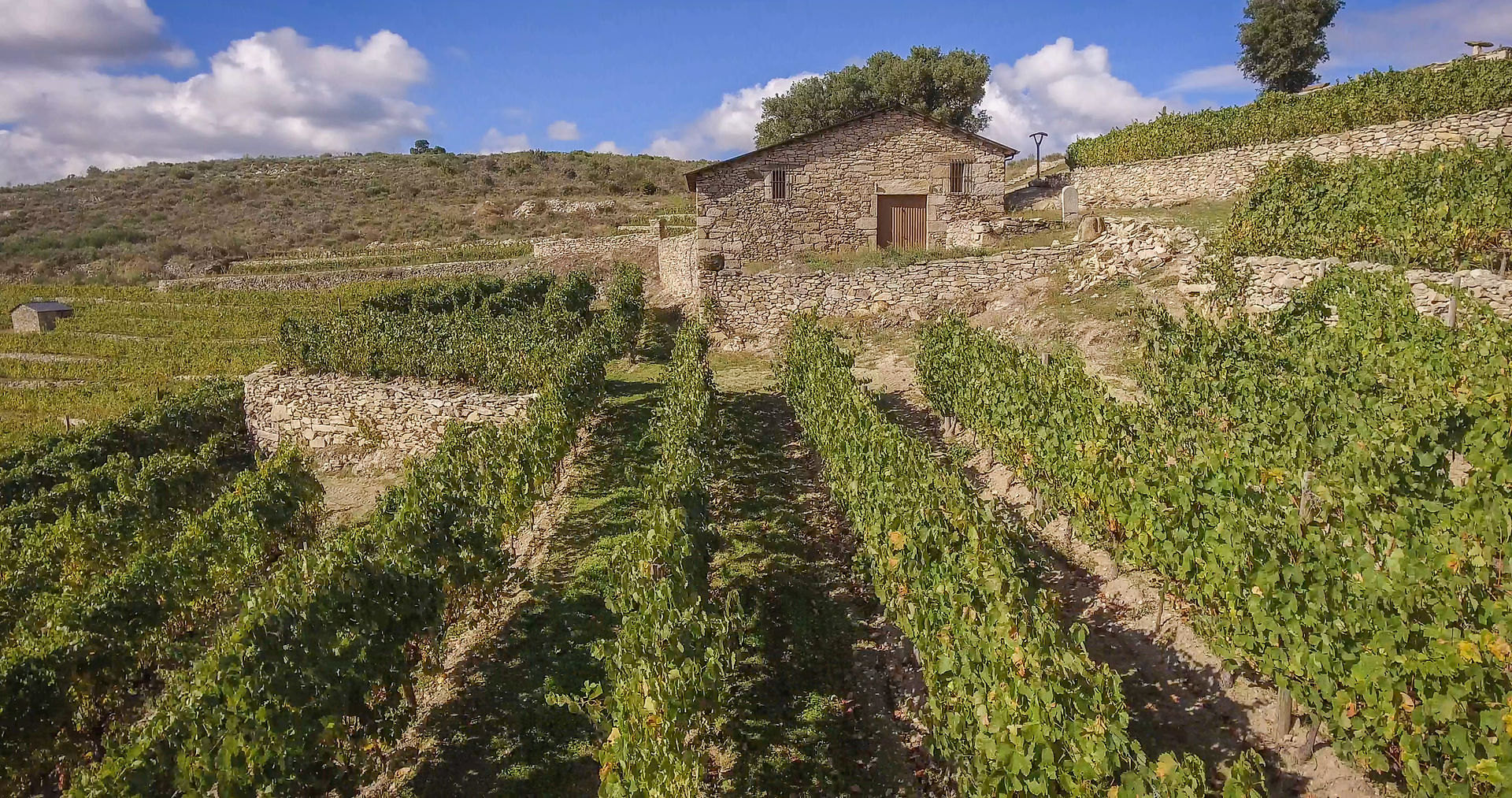 Ruta del Vino de Valdeorras
